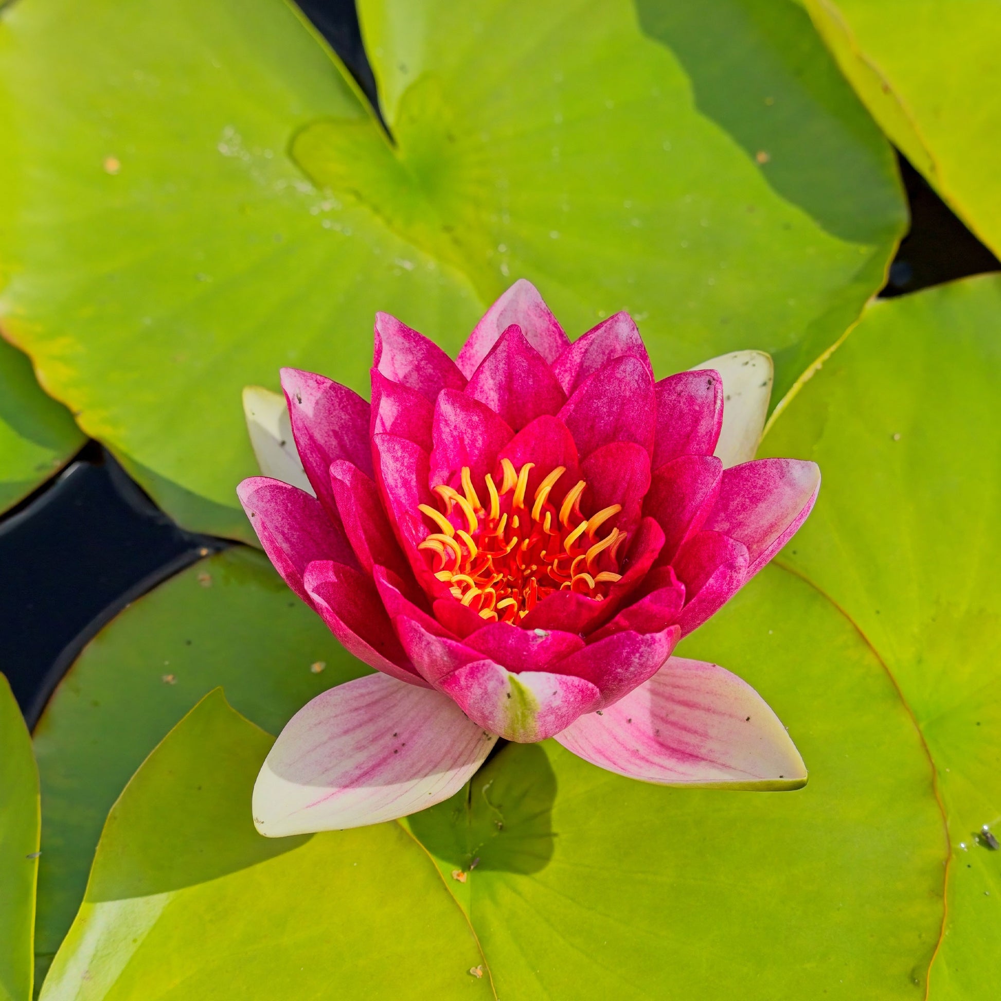 Nymphaea 'Attraction' - Seerose 'Attraction' - Seerosen