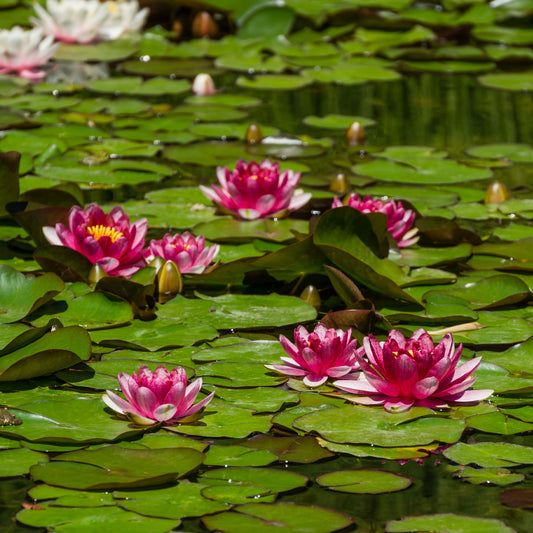 Seerose 'Attraction' - Bakker