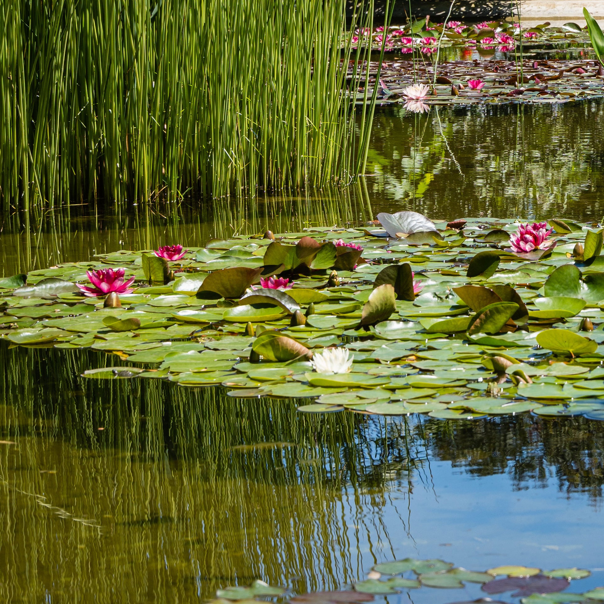 Seerosen - Seerose 'Attraction' - Nymphaea 'Attraction'