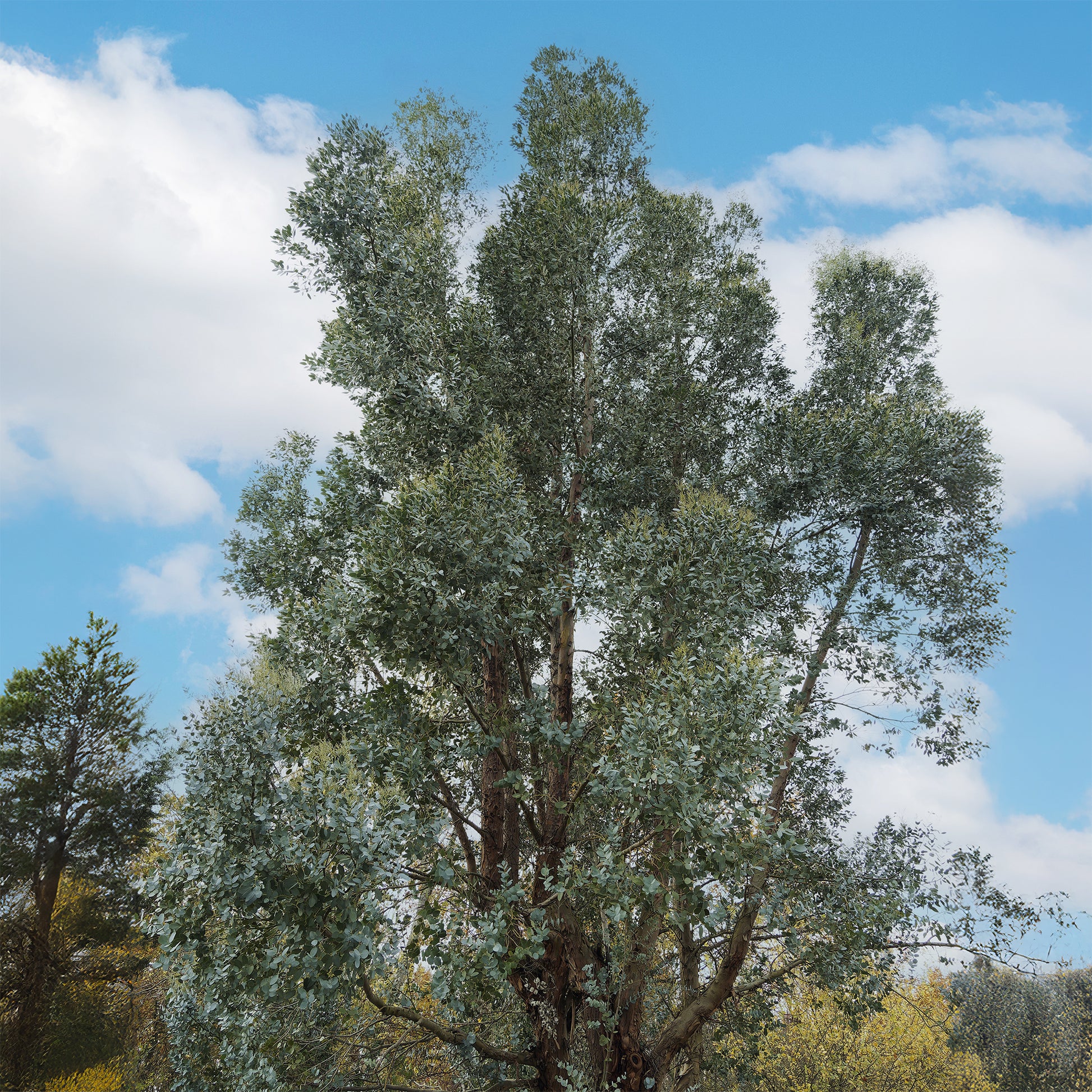 Eukalyptus - Eucalyptus gunnii - Bakker
