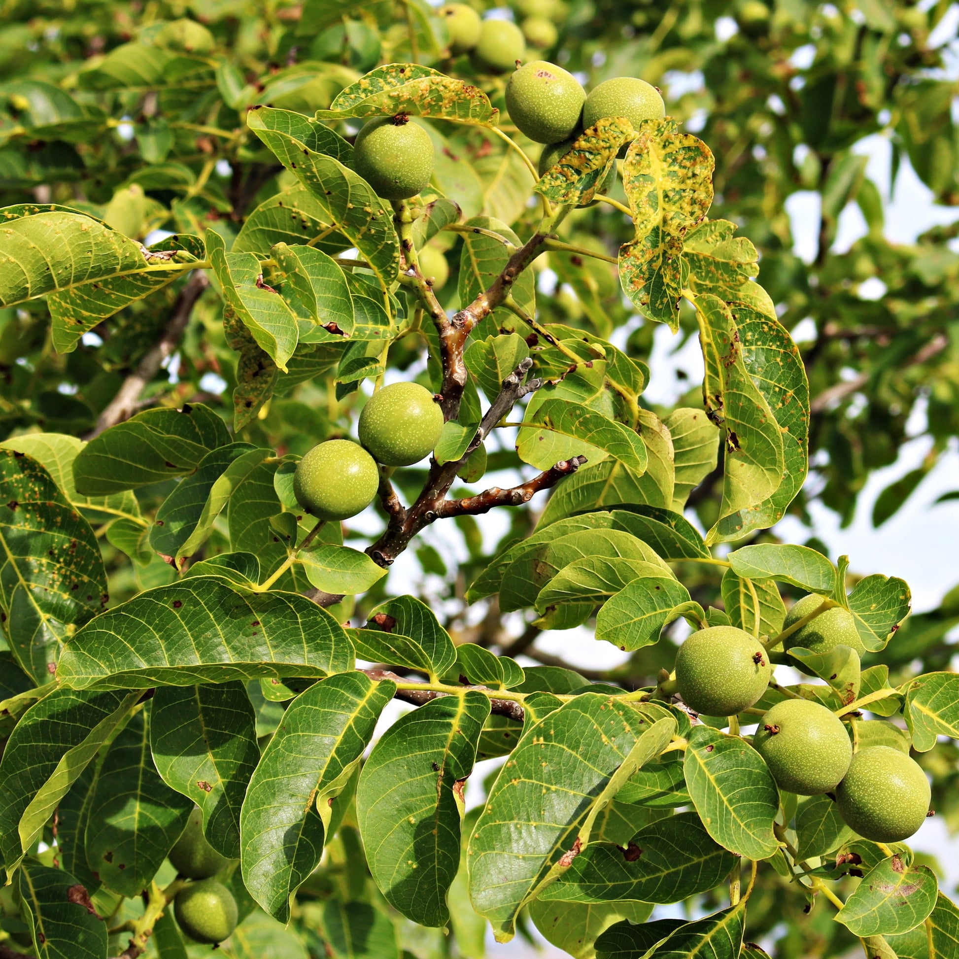 Walnuss - Walnuss - Juglans regia