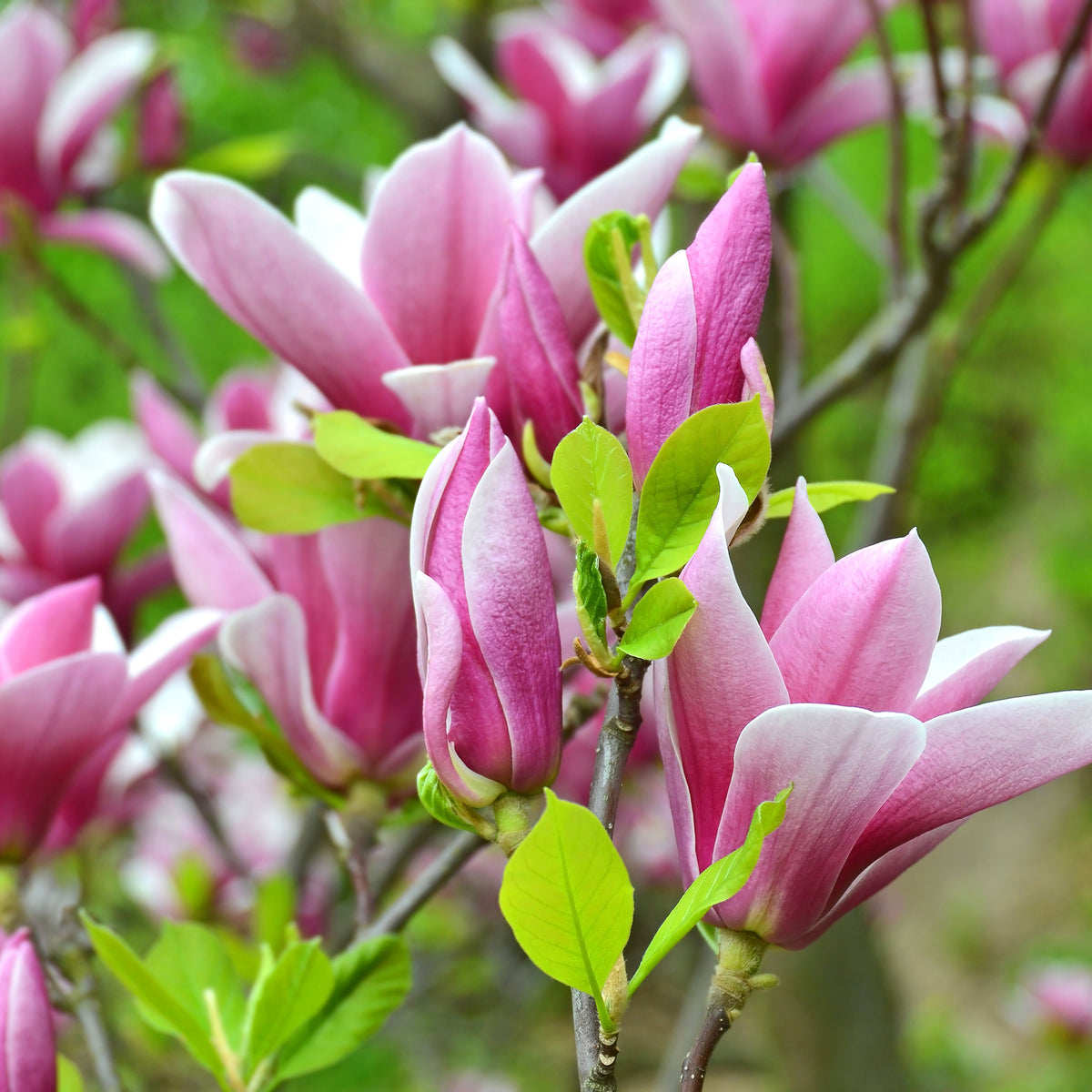 Tulpen-Magnolie