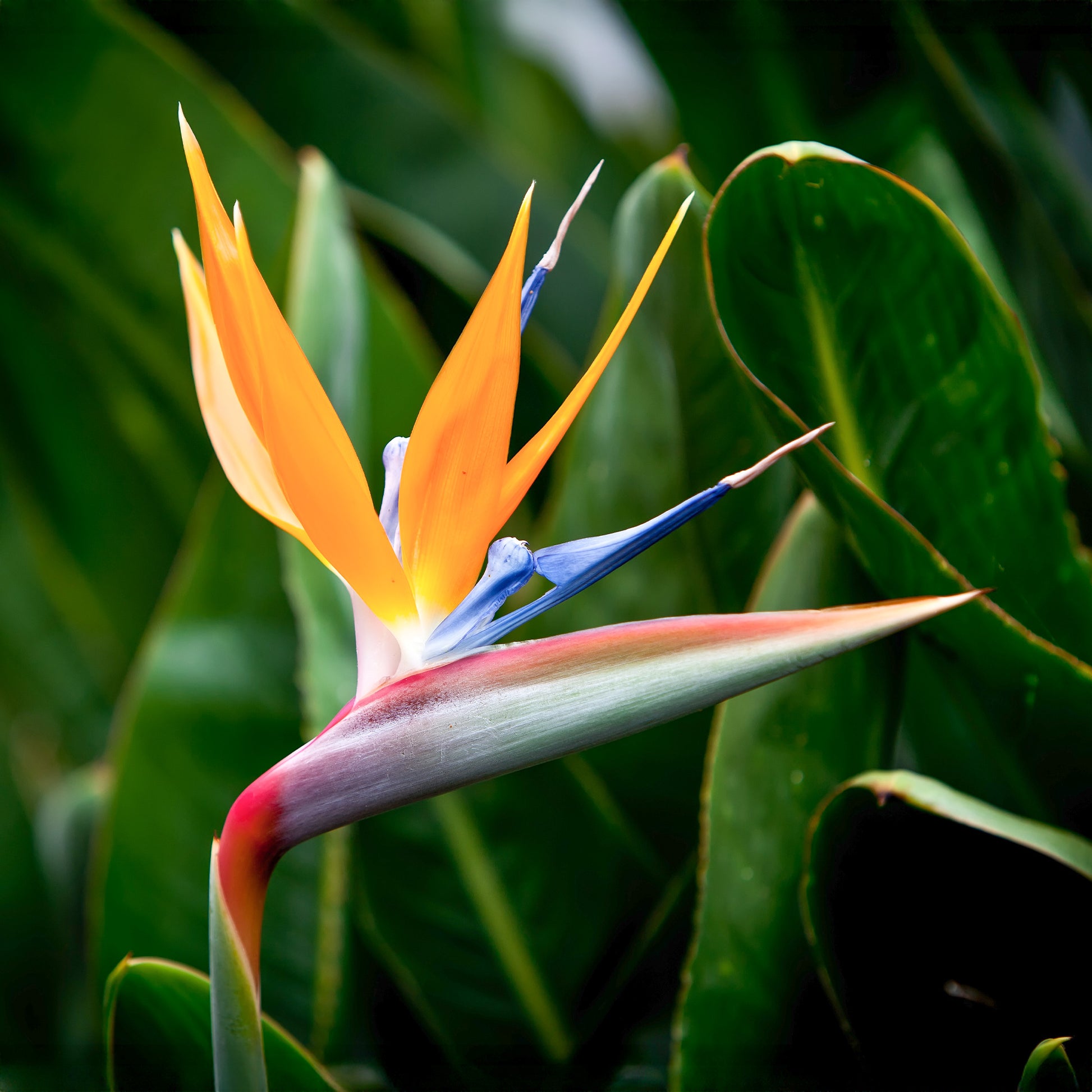 Verkauf Paradiesvogelblume Strelitzie - Strelitzia reginae humilis