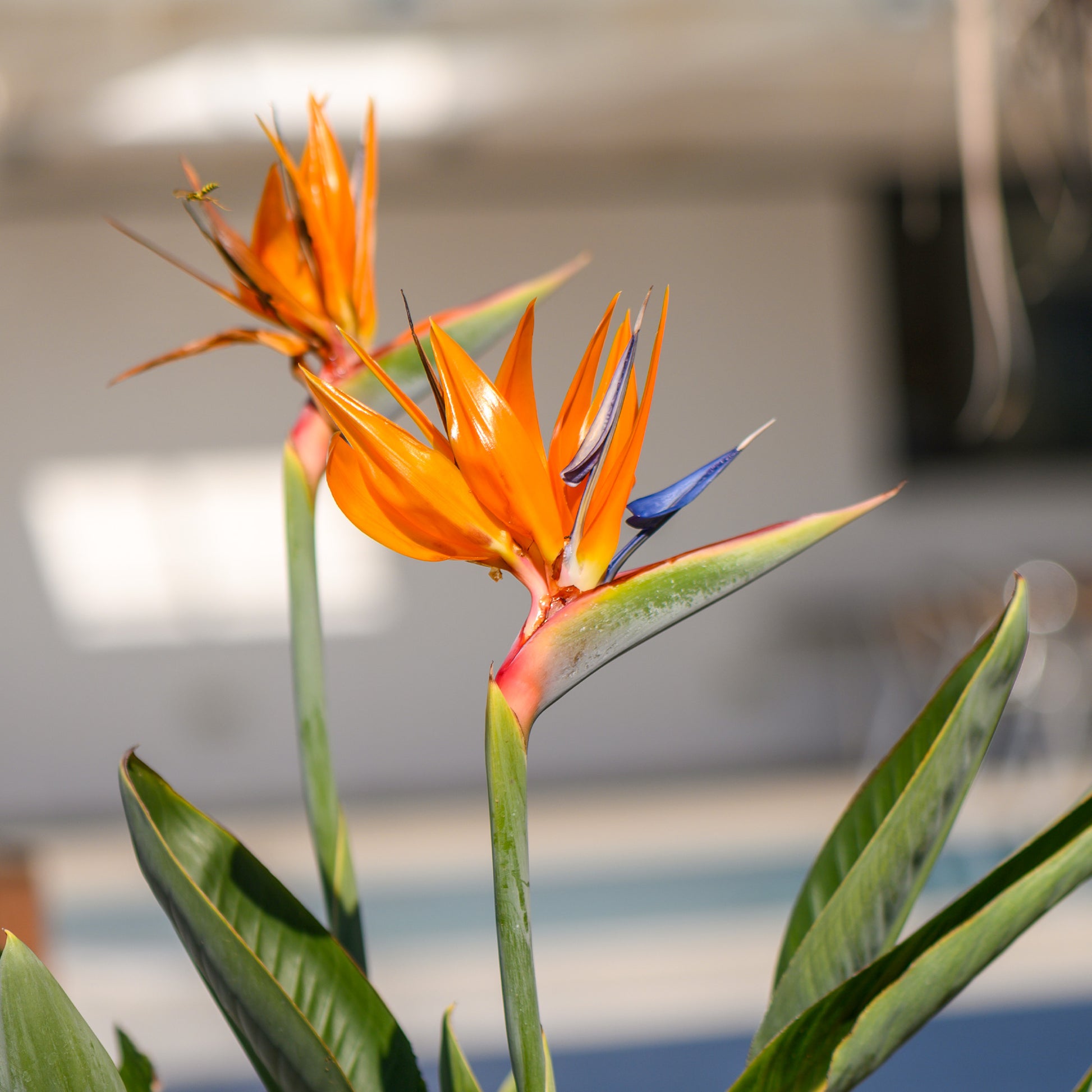 Paradiesvogelblume Strelitzie - Strelitzia reginae humilis - Bakker