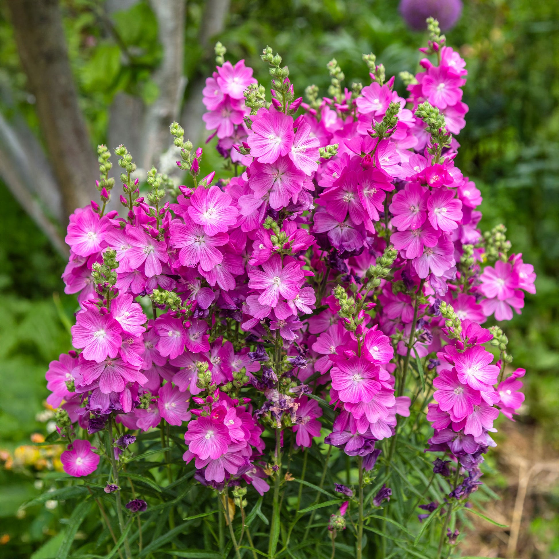 Sidalcea oregana Party Girl - Wilde Malve 'Party Girl' - Nackte Wurzeln