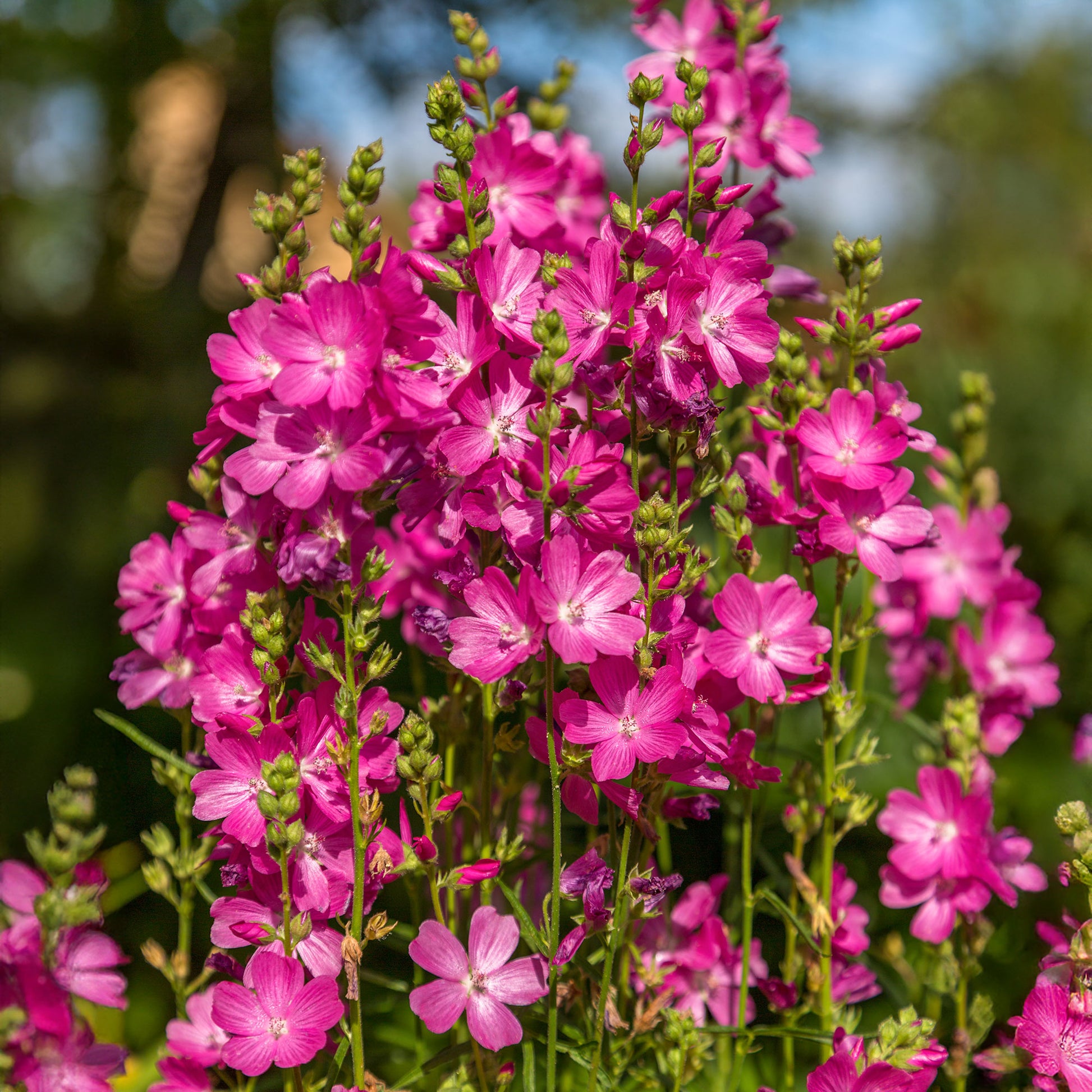 Wilde Malve 'Party Girl' - Sidalcea oregana Party Girl - Bakker
