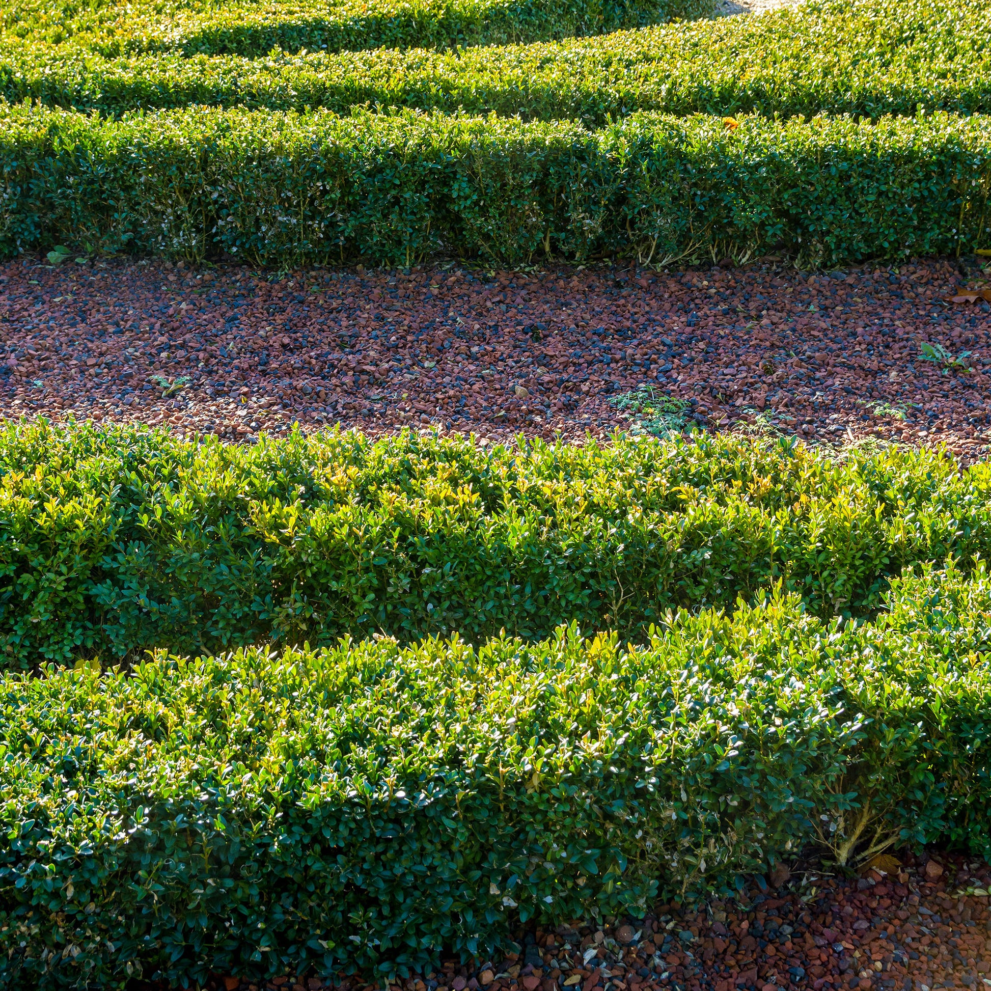 Verkauf Buxus sempervirens - Buchsbaum
