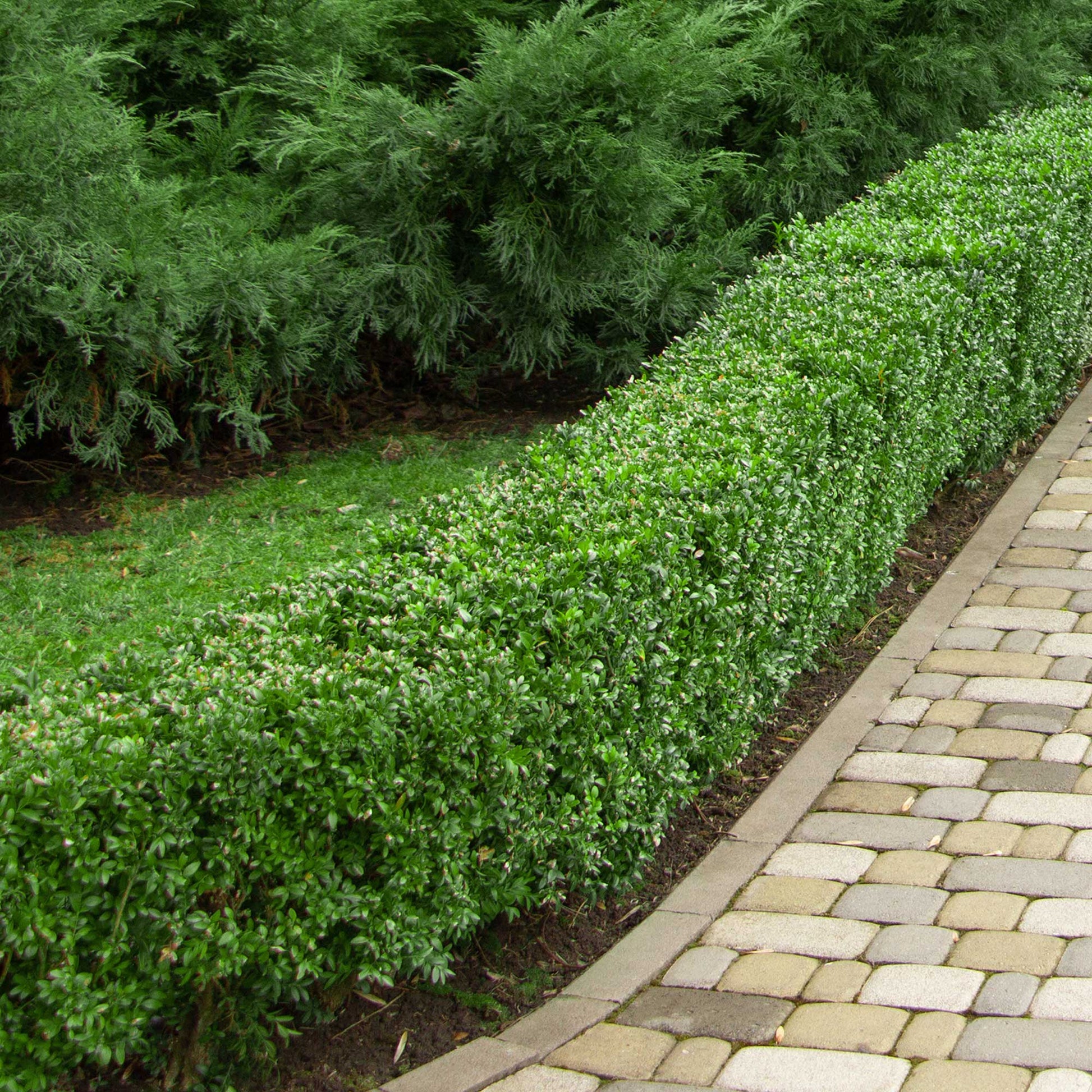 Verkauf Buchsbaum - Buxus sempervirens