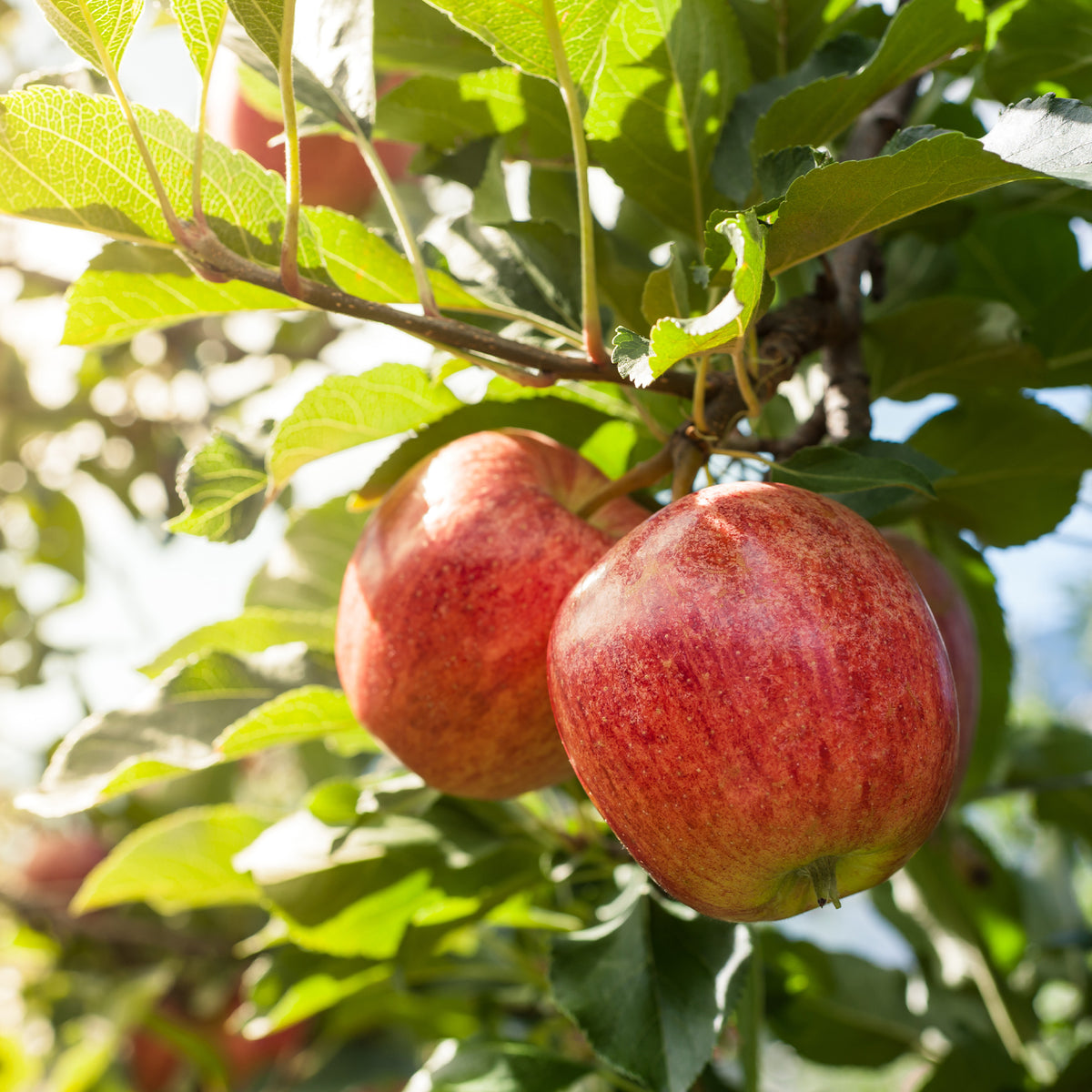 Verkauf Apfelbaum 'Gala' - Malus domestica Gala