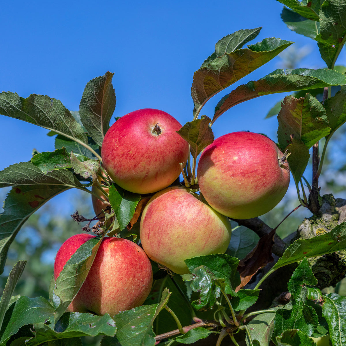Apfelbaum 'Gala' - Bakker