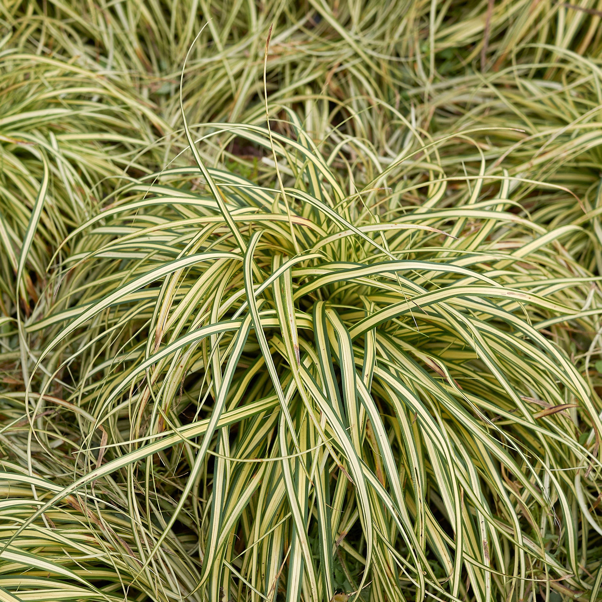 Japan-Segge ‘Evergold’ - Carex - Bakker