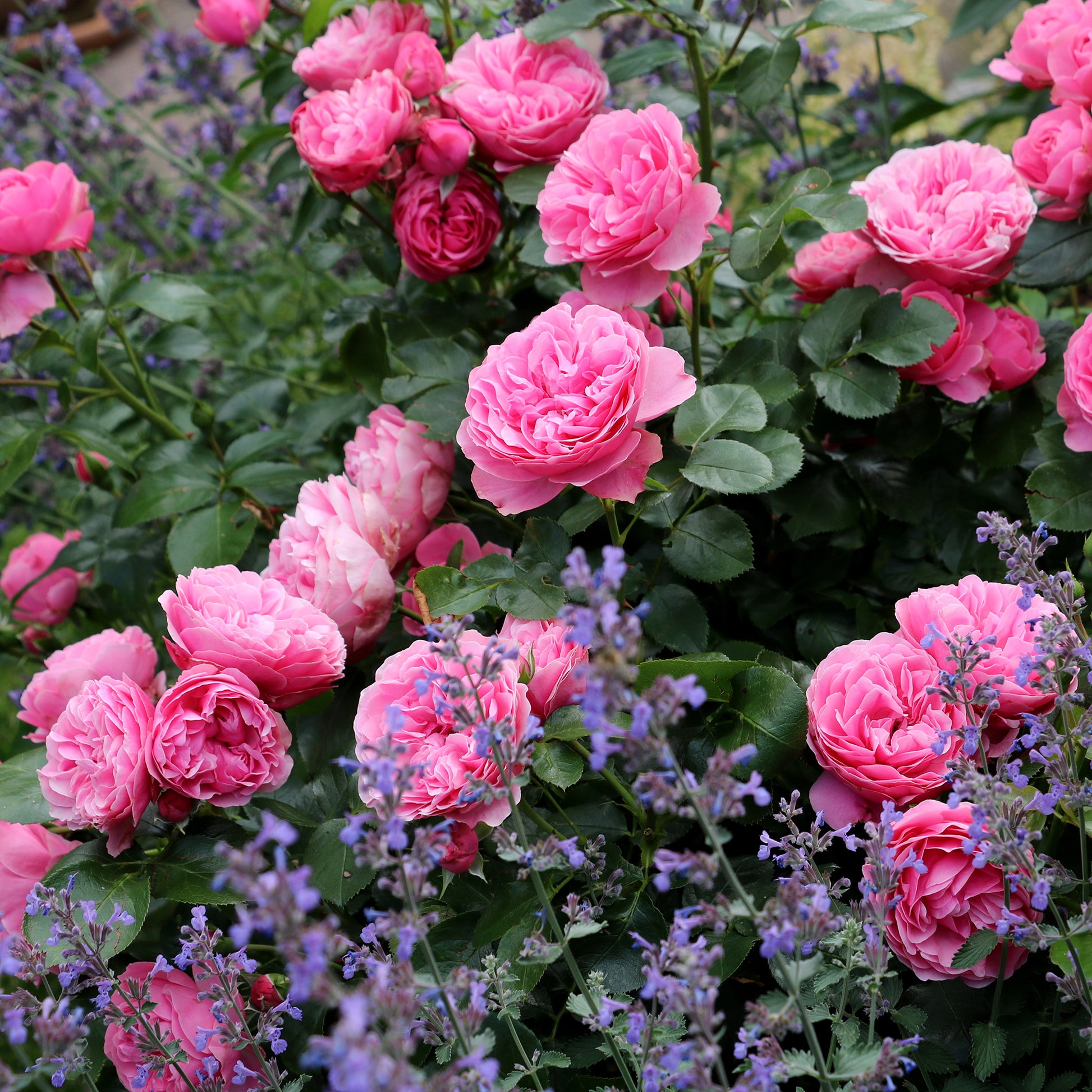 Rose 'Leonardo da Vinci' - Rosa floribunda Leonardo Da Vinci ® Meideauri - Bakker