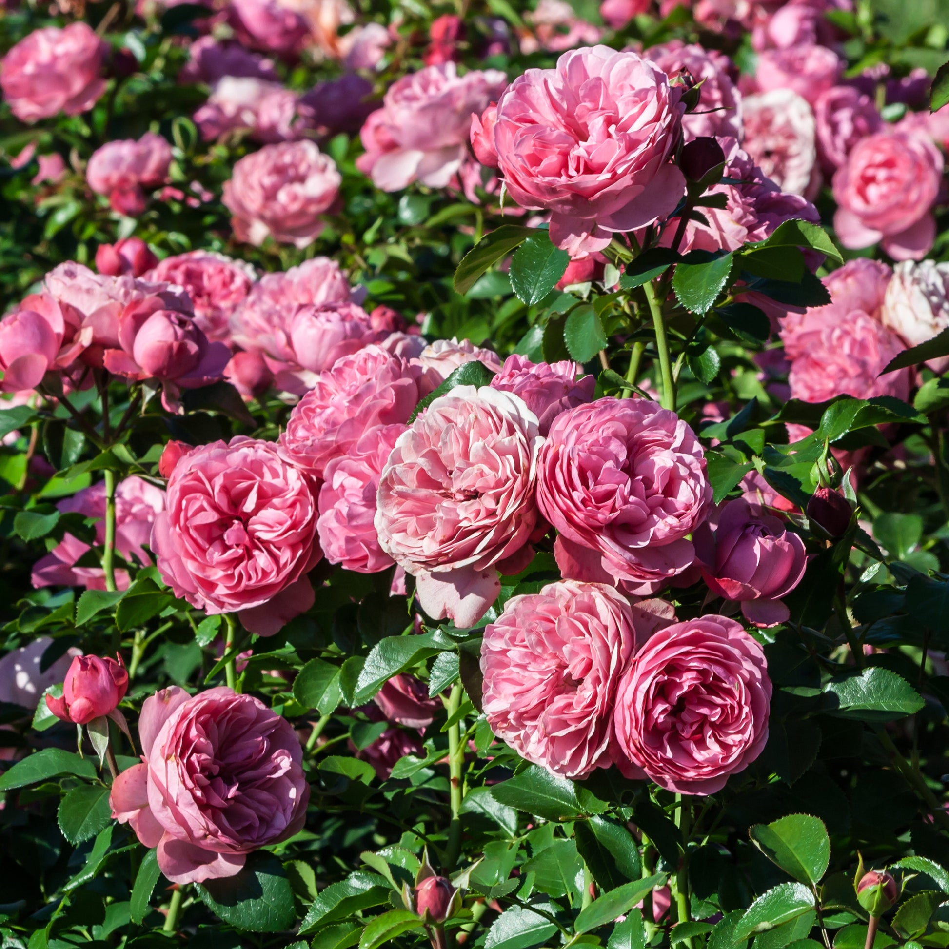 Rosa floribunda Leonardo Da Vinci ® Meideauri - Rose 'Leonardo da Vinci' - Rosen - Nackte Wurzeln