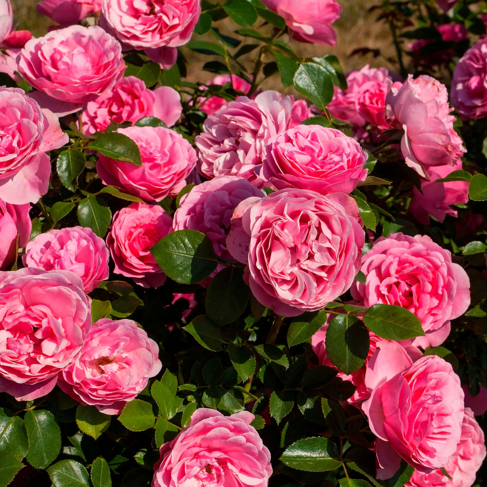 Rose 'Leonardo da Vinci' - Rosen - Nackte Wurzeln - Bakker