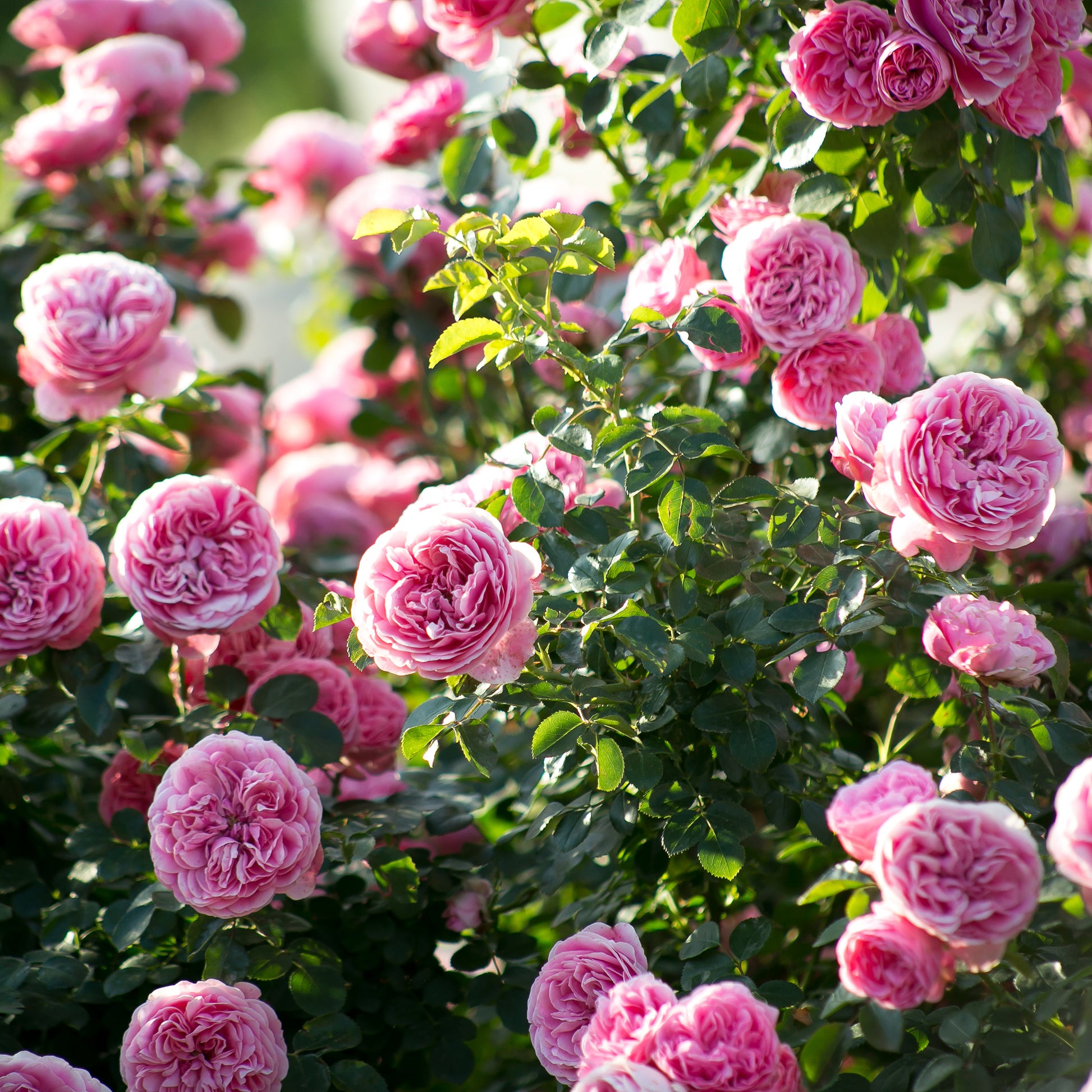 Verkauf Rose 'Leonardo da Vinci'