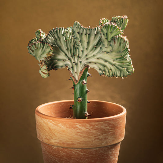 Korallen-Wolfsmilch 'Cristata' - Bakker