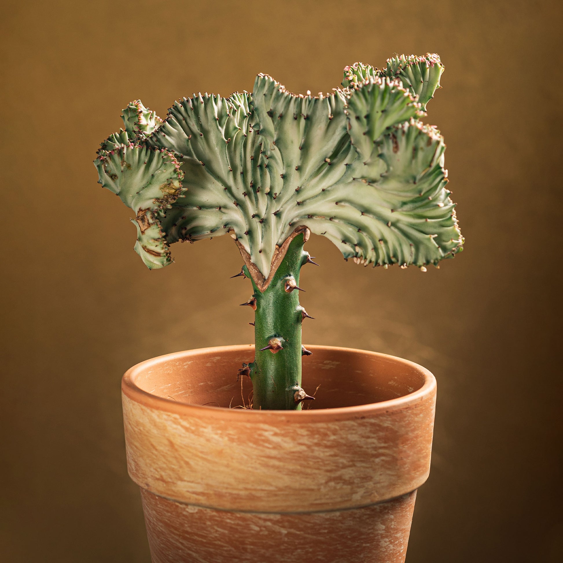 Korallen-Wolfsmilch 'Cristata' - Bakker