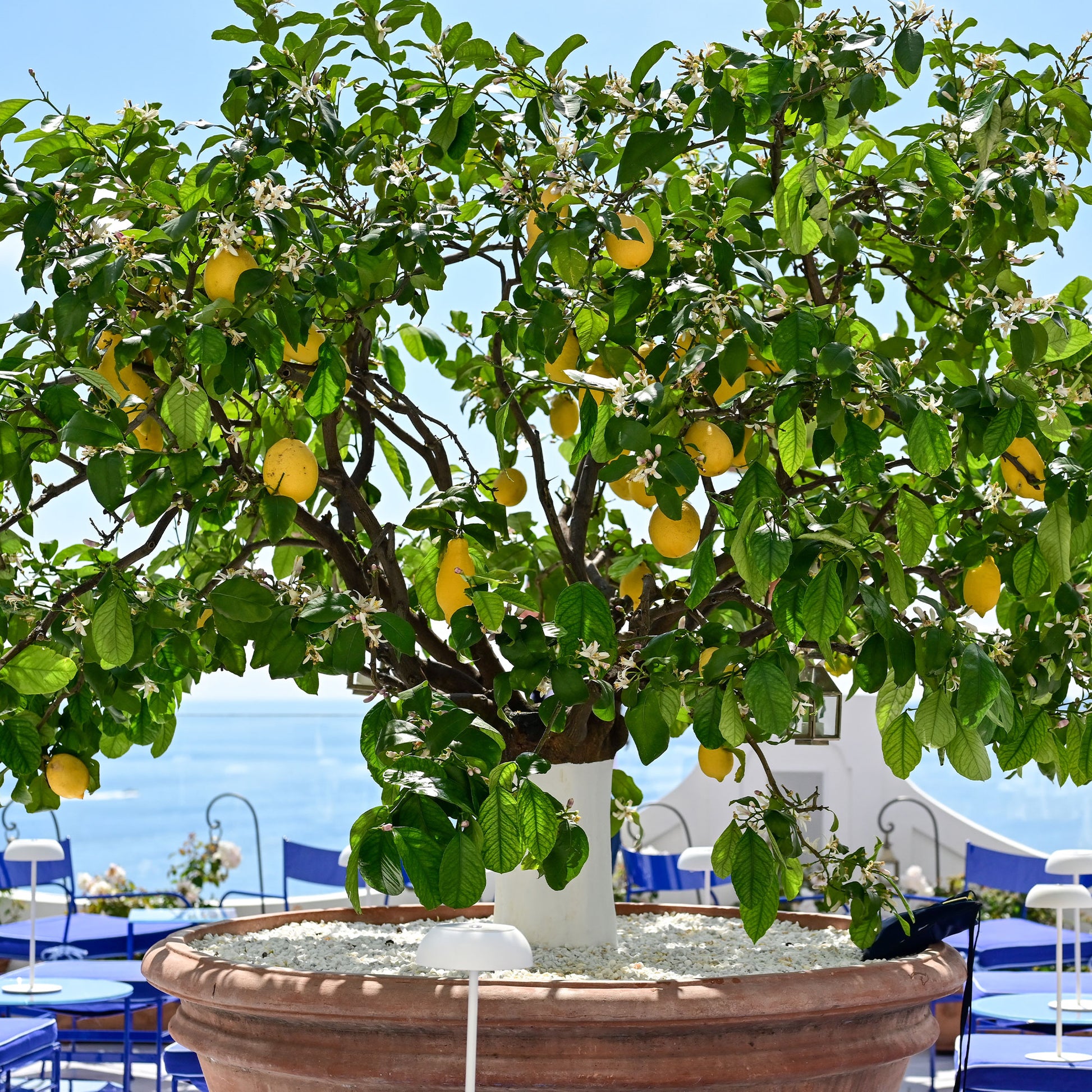 Verkauf Zitronen-Bäumchen 'Vulcan' - Citrus limon vulcan