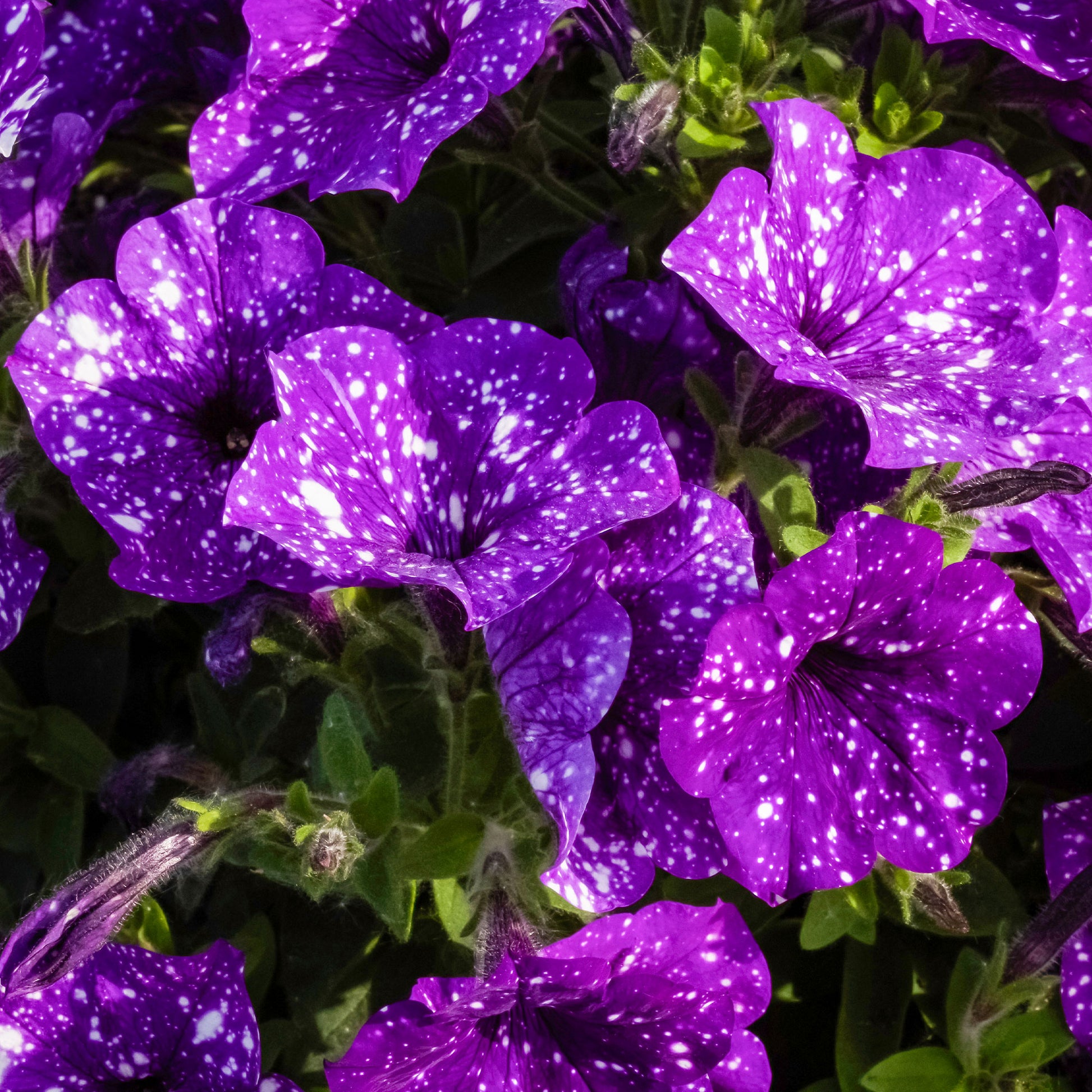 Petunien 'Night Sky' (x3) - Petunia Nightsky - Bakker