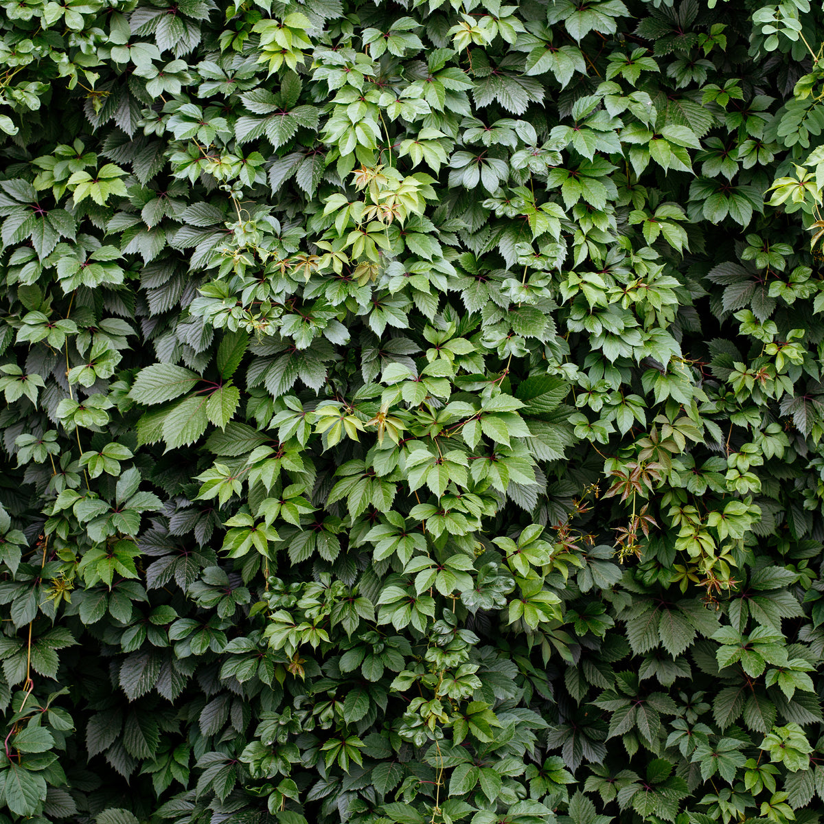 Verkauf Selbstkletternde Jungfernrebe 'Engelmannii' - Parthenocissus quinquefolia 'engelmannii'