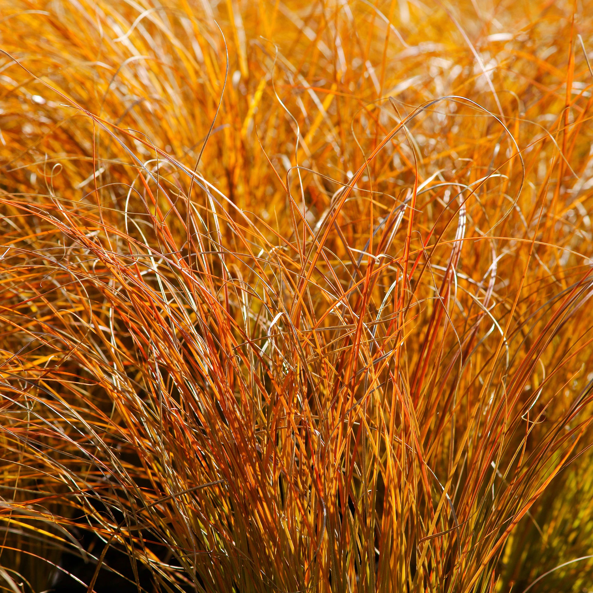 Rote Garten-Segge 'Prairie Fire' - Carex testacea prairie fire - Bakker