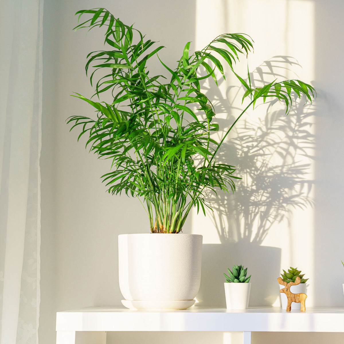 Verkauf Bergpalme - Zimmerpalmen