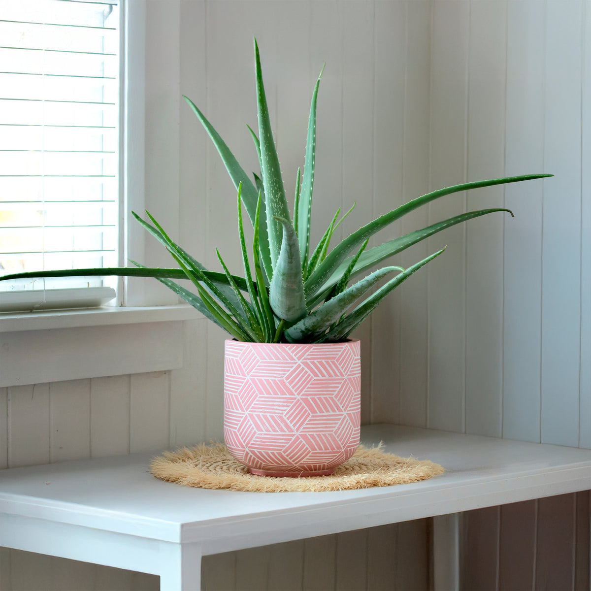 Aloe vera - Aloe vera - Bakker