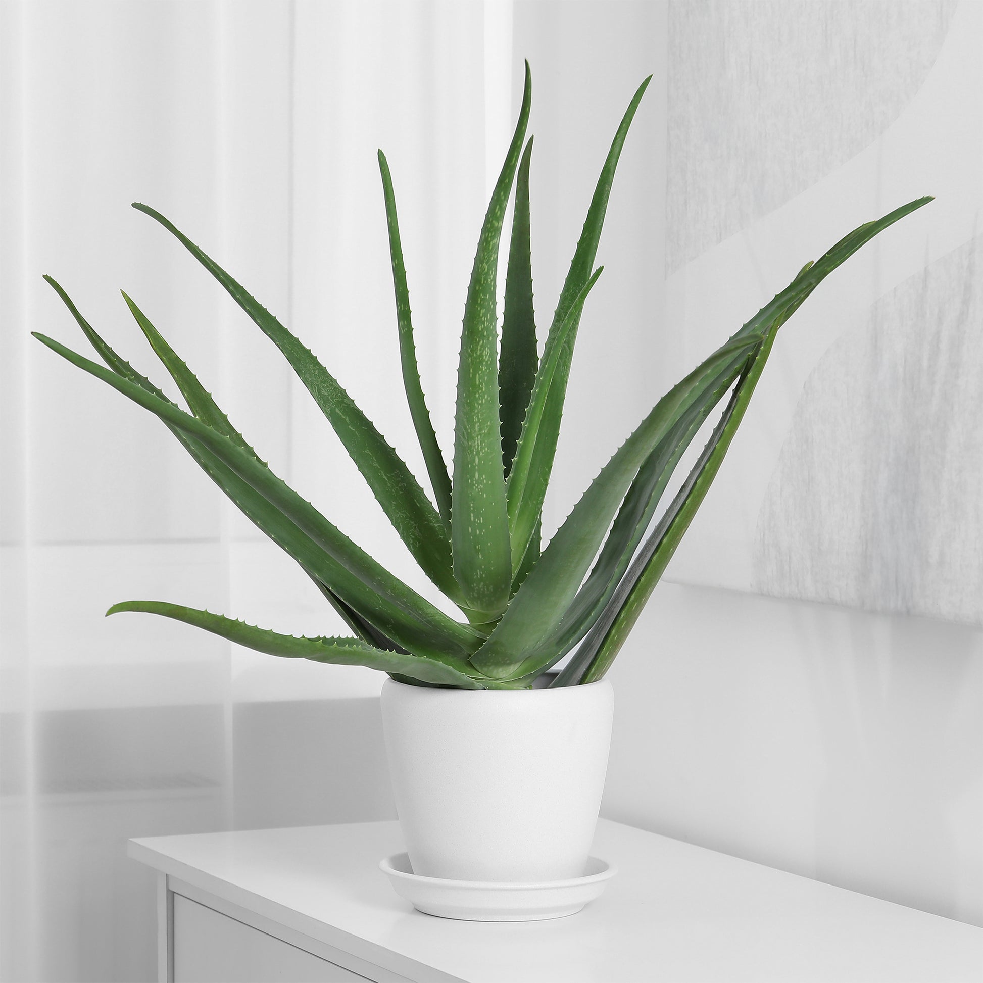 Aloe vera - Aloe vera - Kaktus und fette Pflanze