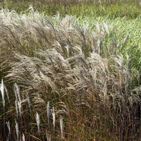 Miscanthus sinensis Adagio - Zwerg-Chinaschilf 'Adagio' - Miscanthus