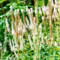 Panicum virgatum,Sesleria autumnalis, Allium sphaerocephalon,Veronicastrum virginicum, Sanguisorba officinalis       - 5 Stauden für eine Blumenwiese - Stauden