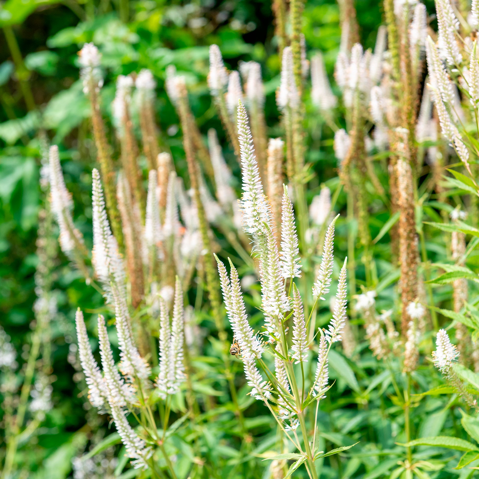 Panicum virgatum,Sesleria autumnalis, Allium sphaerocephalon,Veronicastrum virginicum, Sanguisorba officinalis       - 5 Stauden für eine Blumenwiese - Stauden