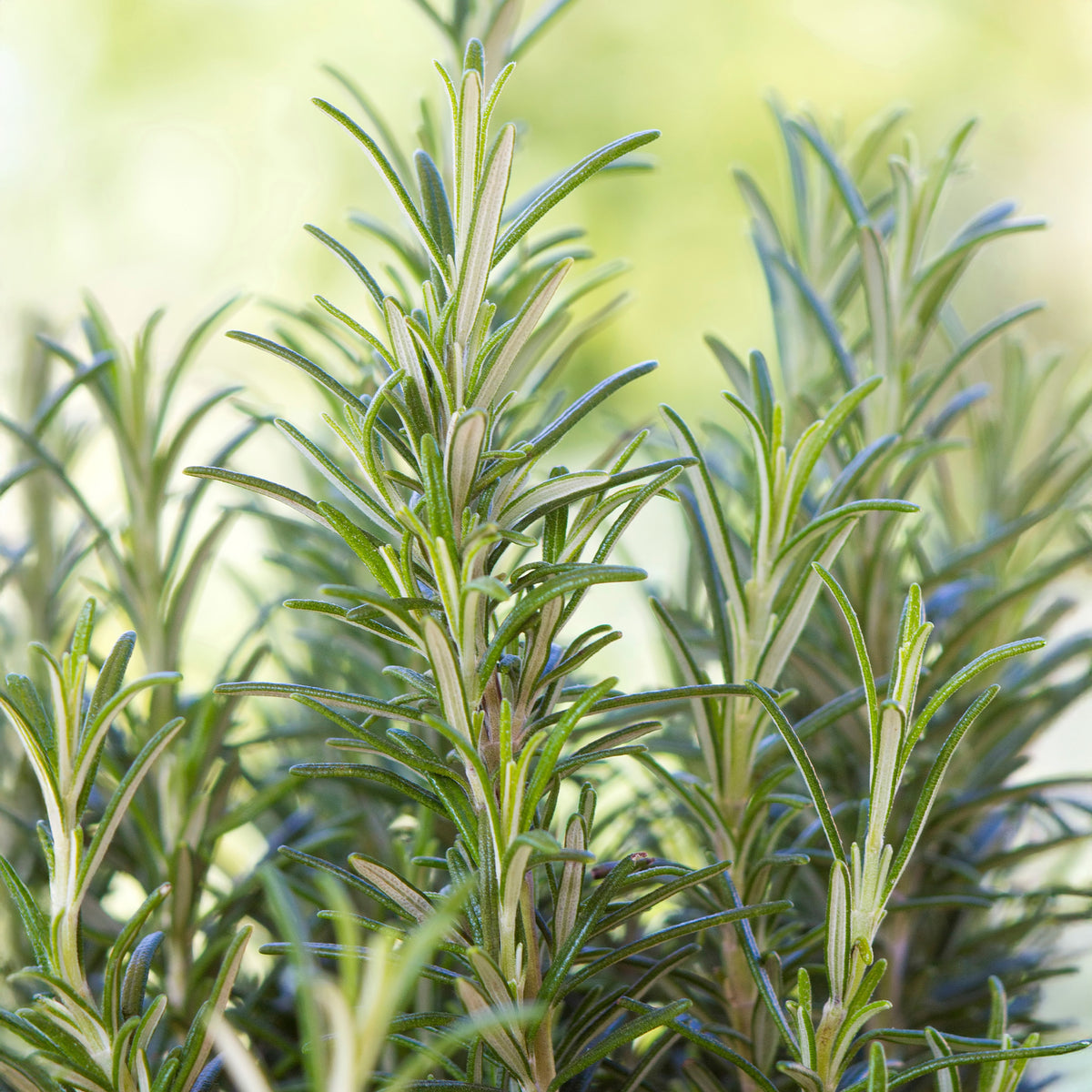 Verkauf Rosmarin - Rosmarinus officinalis