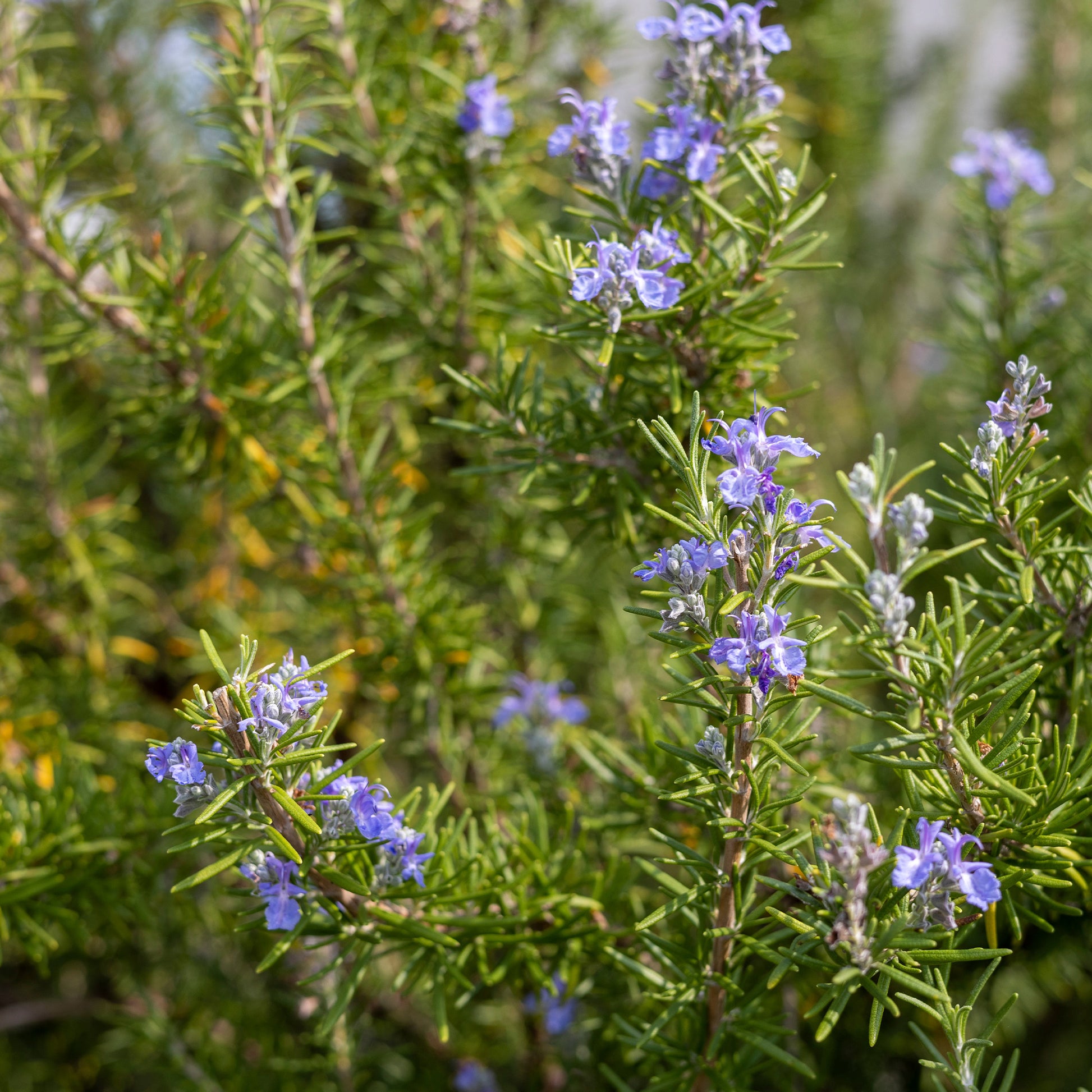 Rosmarin - Rosmarinus officinalis - Bakker