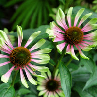 Sonnenhut 'Green Twister - Echinacea purpurea Green Twister - Bakker