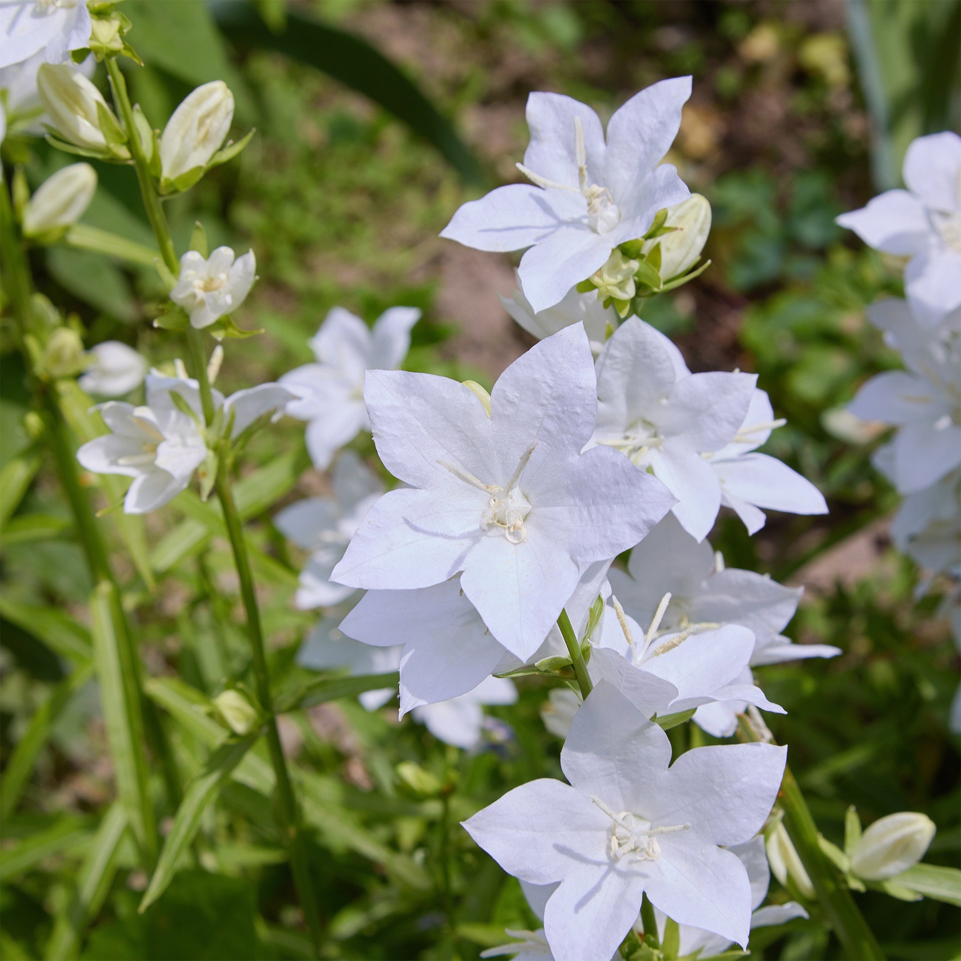 Karpaten-Glockenblume 'Alba' - Bakker