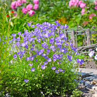 Glockenblumen - Karpaten-Glockenblume - Campanula carpatica