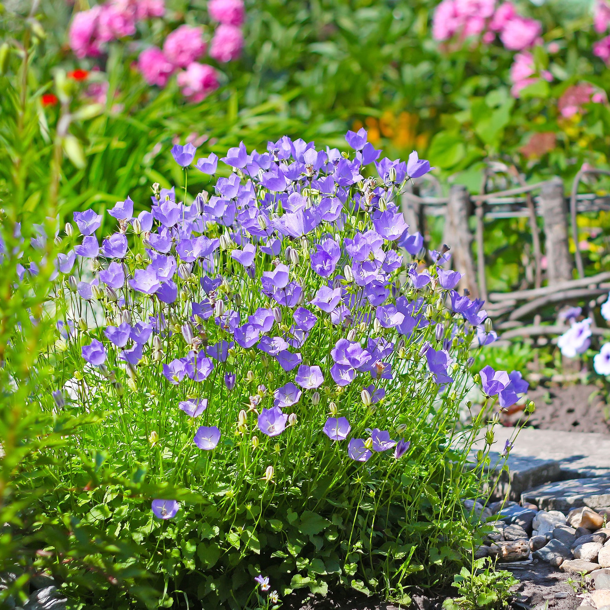 Glockenblumen - Karpaten-Glockenblume - Campanula carpatica