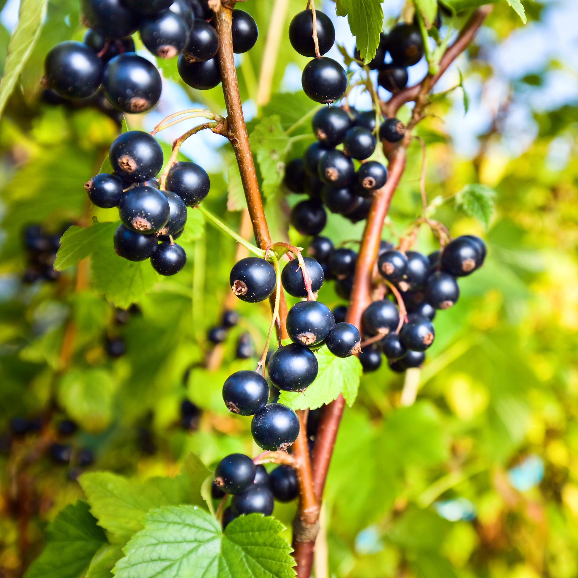Schwarze Johannisbeere 'Ben Nevis' - Ribes nigrum Ben Nevis - Bakker