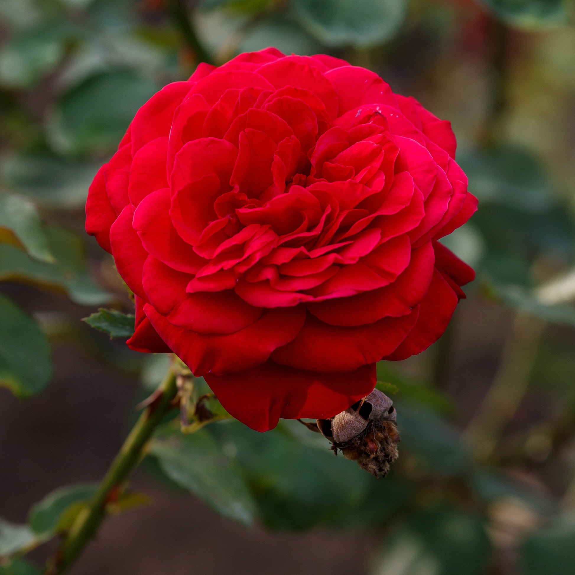 Beetrose 'Dame de Cœur' - Rosa dame de cœur, rosa queen of hearts, rosa herz-dame - Bakker
