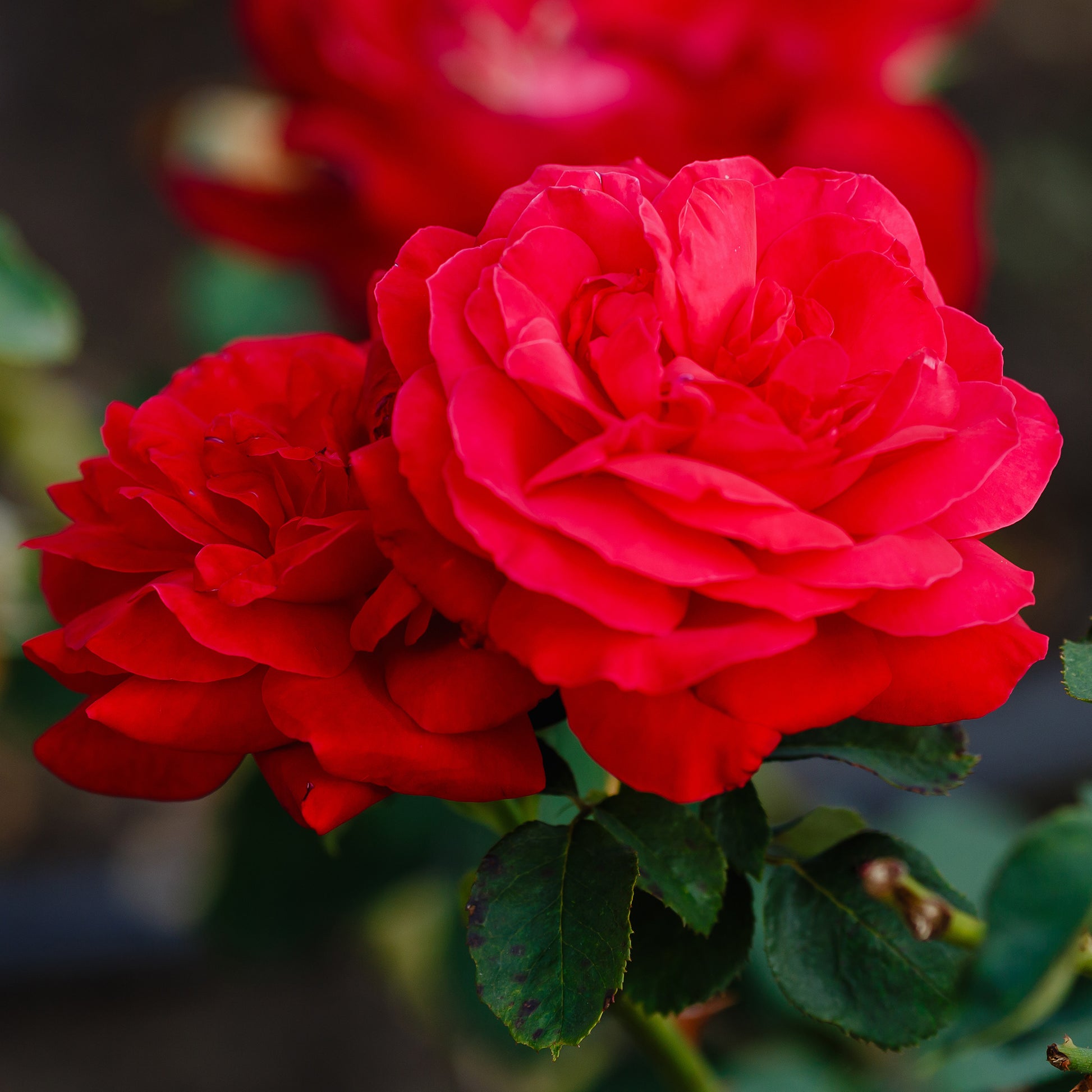 Verkauf Beetrose 'Dame de Cœur' - Rosa dame de cœur, rosa queen of hearts, rosa herz-dame