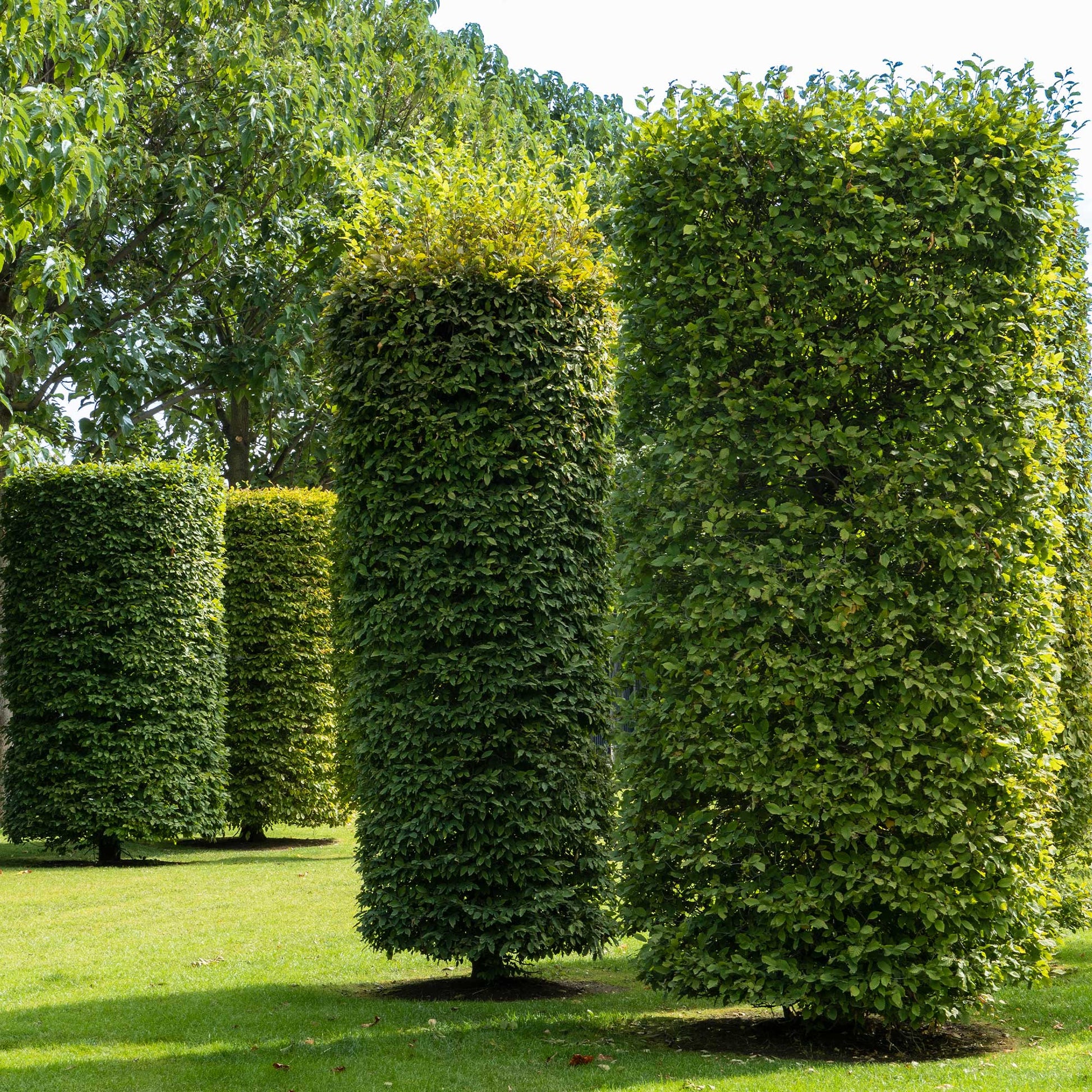 Hainbuche - Hainbuche - Carpinus betulus