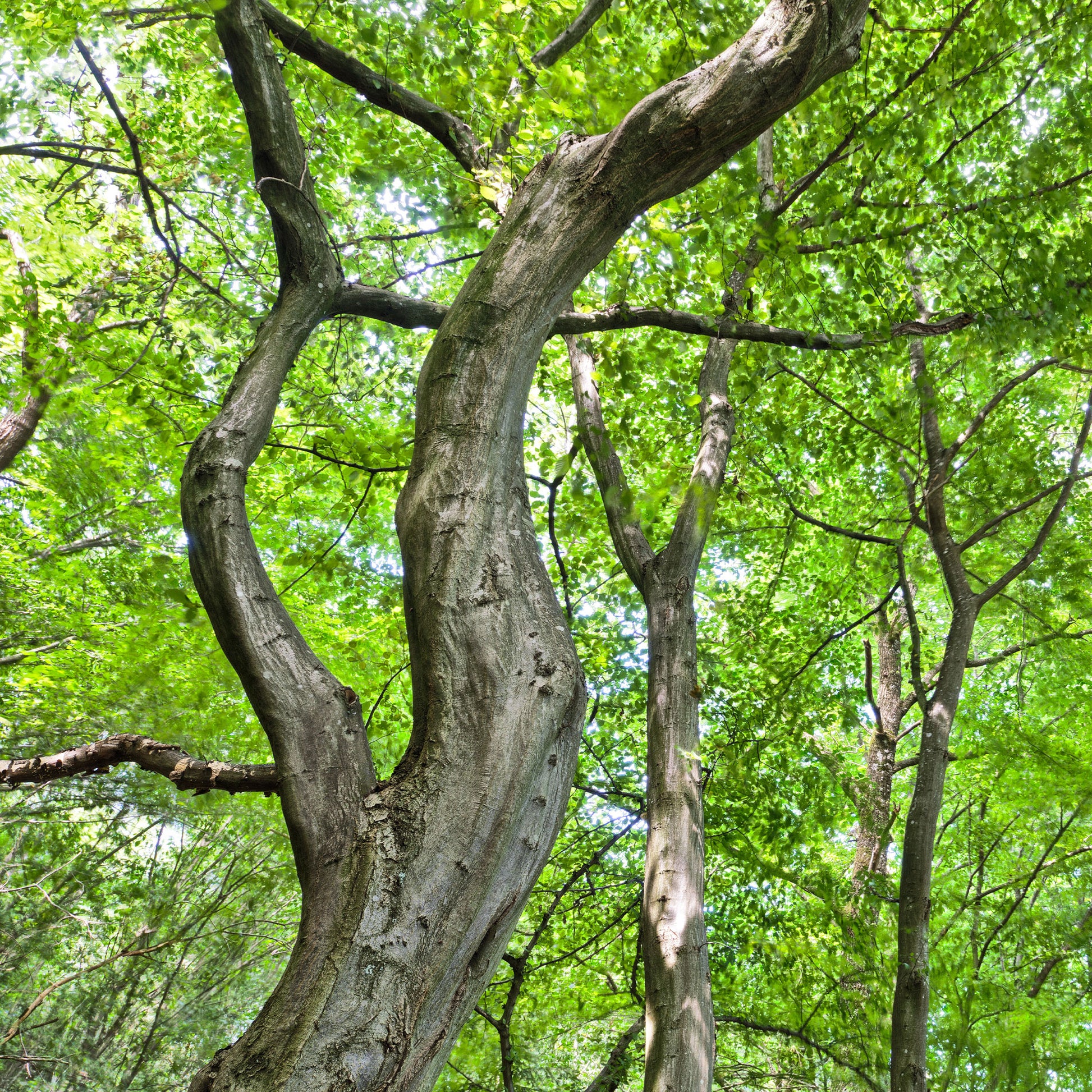 Verkauf Hainbuche - Carpinus betulus