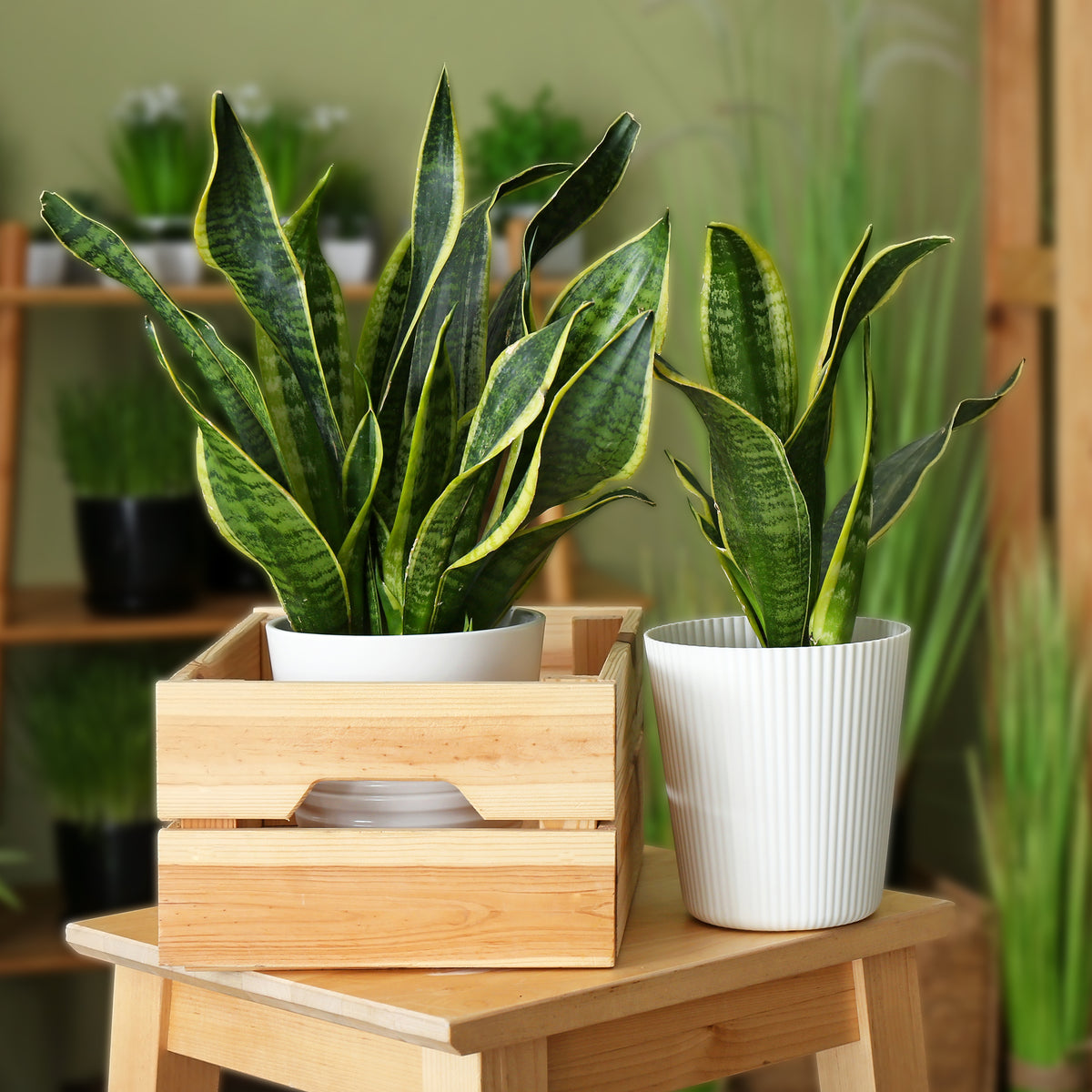 Sansevieria futura Superba - Bogenhanf Sansevieria - Sansevieria