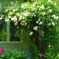 Verkauf Kletterrose 'New Dawn' - Rosa new dawn