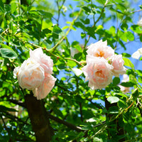 Kletterrose 'New Dawn' - Rosa new dawn - Bakker