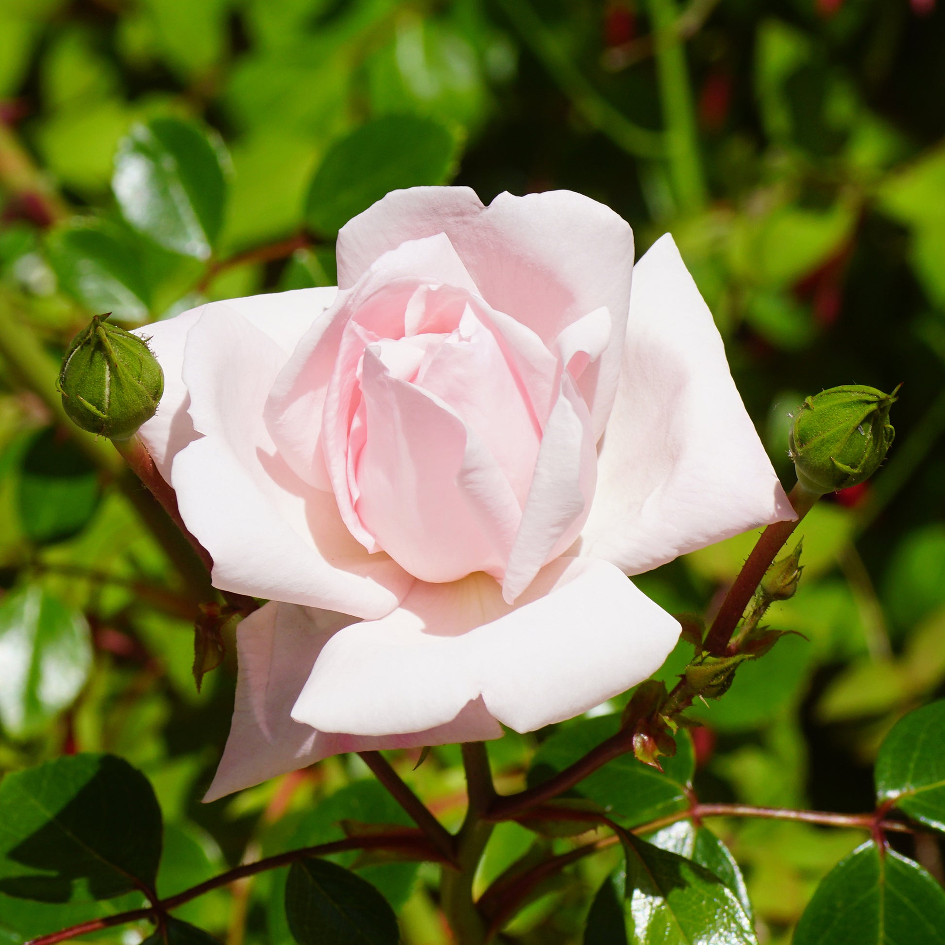 Verkauf Kletterrose 'New Dawn'