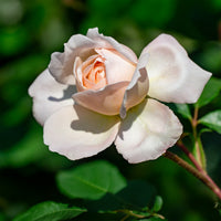 Rosa new dawn - Kletterrose 'New Dawn' - Kletterrosen