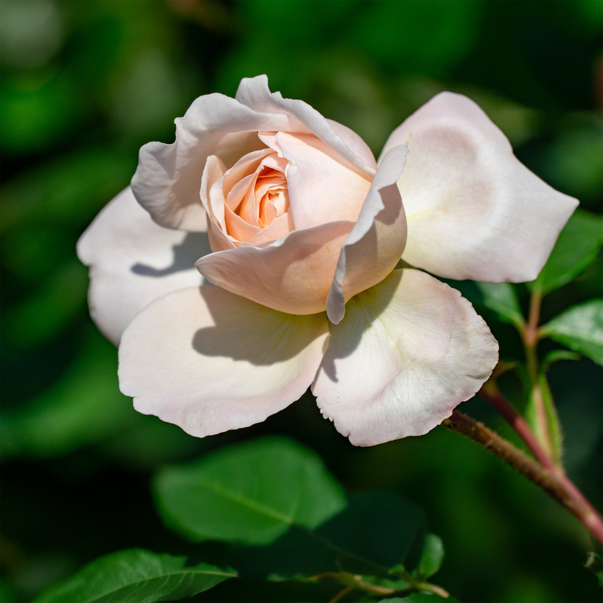 Rosa new dawn - Kletterrose 'New Dawn' - Kletterrosen