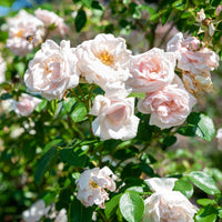 Kletterrose 'New Dawn' - Bakker