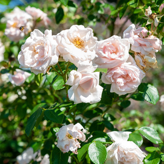 Kletterrose 'New Dawn' - Bakker